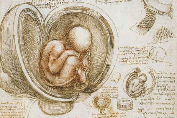 Leonardo 'The Fetus in the Womb' (c.1511)